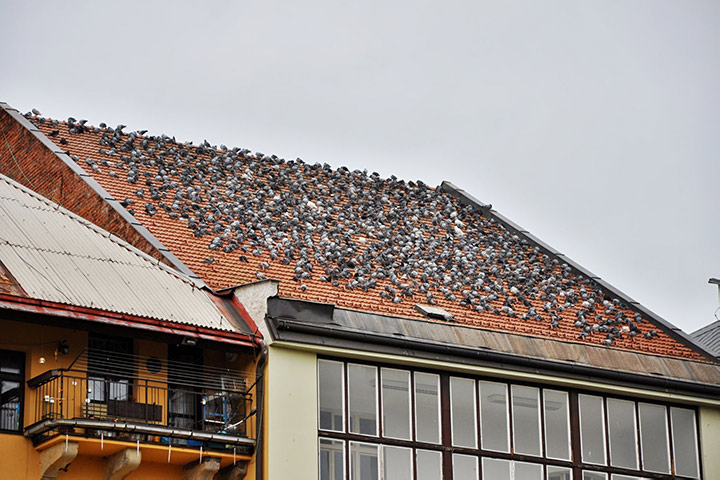 A2B Pest Control are able to install spikes to deter birds from roofs in Bishops Cleeve. 