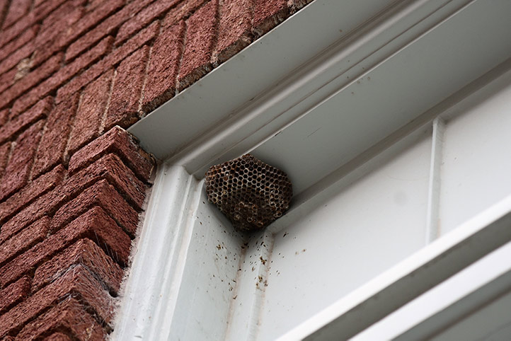 We provide a wasp nest removal service for domestic and commercial properties in Bishops Cleeve.